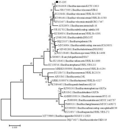 一株贝莱斯芽孢杆菌05-1205、获取方法及其应用与流程