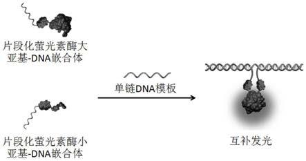 一种基于片段化萤光素酶-DNA嵌合体互补的发光体系、构建方法及其应用与流程