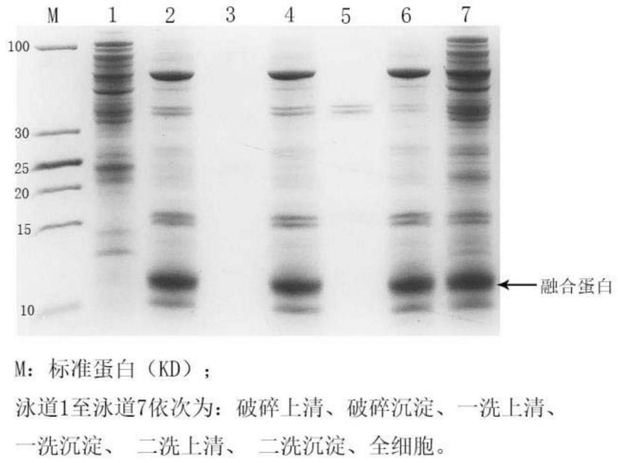 一种重组人胰岛素的制备和纯化方法与流程