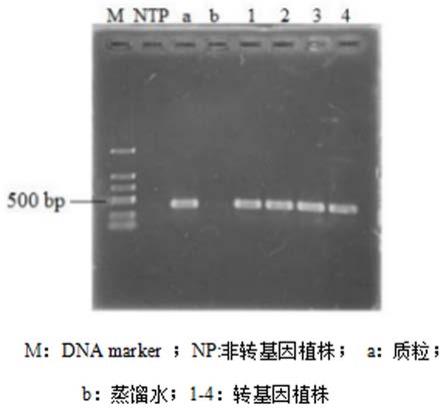 一种高效紫萍遗传转化技术的制作方法