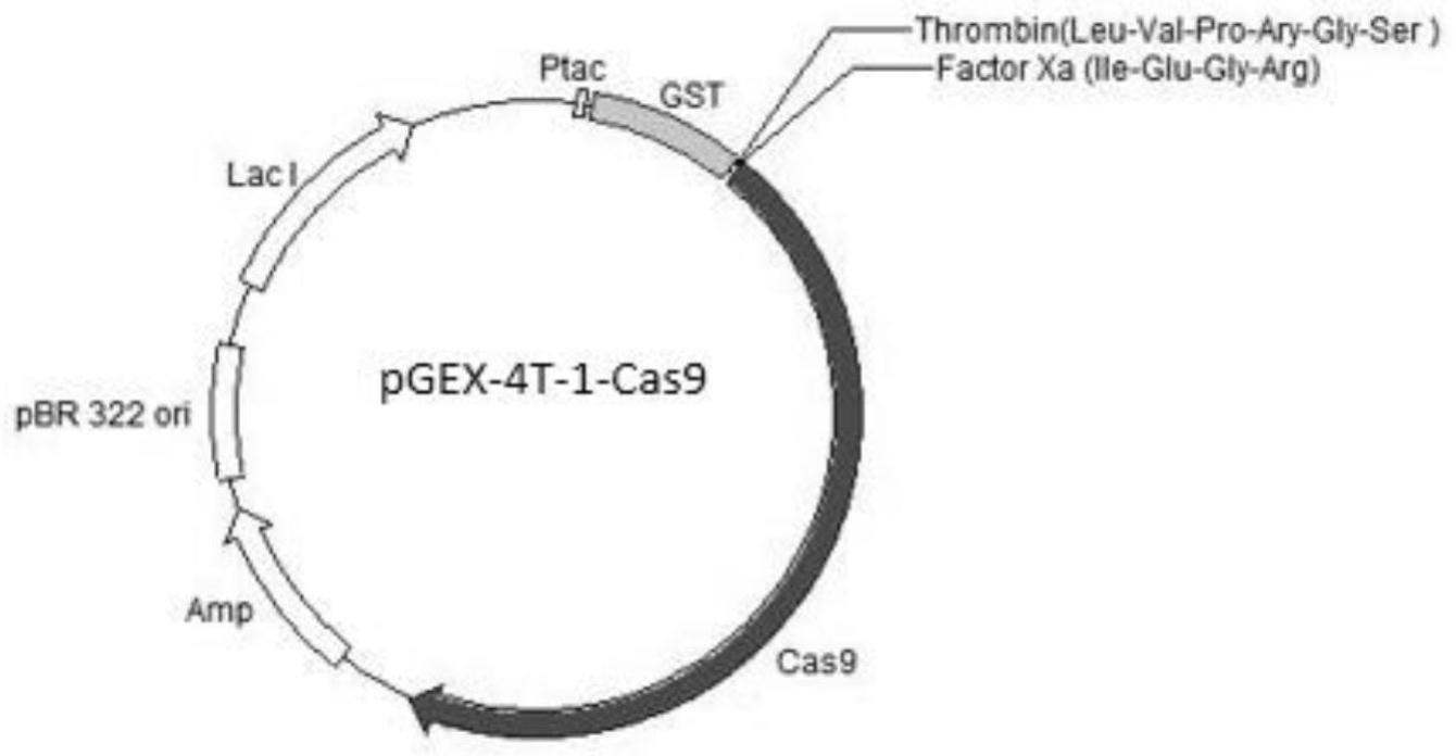 一种可用于人原代细胞基因编辑的Cas9蛋白的制备方法与流程