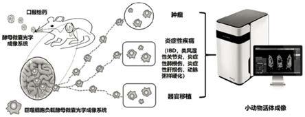 一种仿生靶向巨噬细胞光学成像剂的制备方法及其在巨噬细胞相关疾病诊断的应用与流程