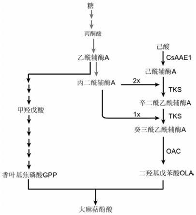 一种高产大麻萜酚的酿酒酵母菌株及其构建方法和应用与流程