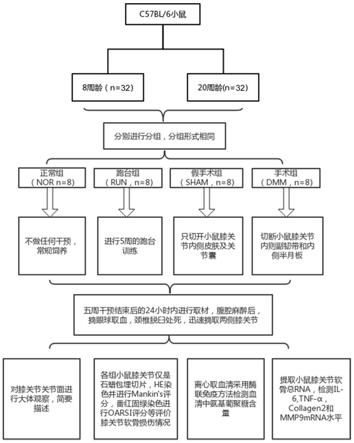 一种劳损性膝骨关节炎动物模型的构建方法与流程