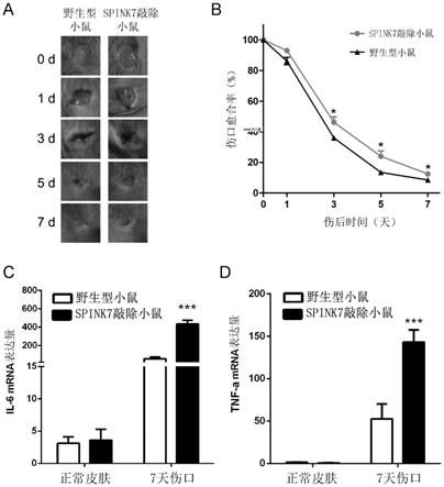 SPINK7蛋白在制备促进过度炎症创面愈合的药物中的应用的制作方法