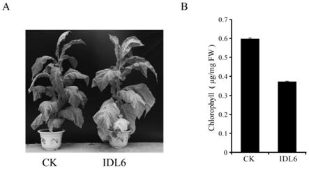 IDL6成熟多肽植物衰老促进剂、其制备方法和应用与流程