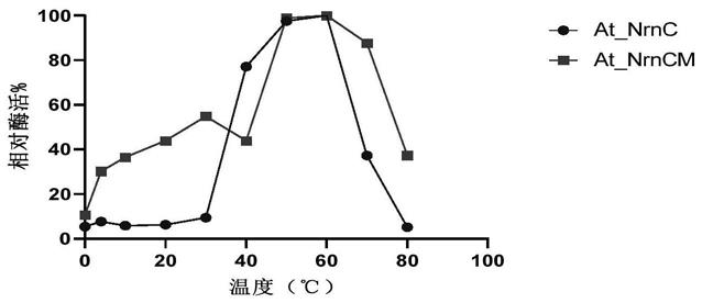 核酸酶At_NrnCM及其编码基因与应用的制作方法