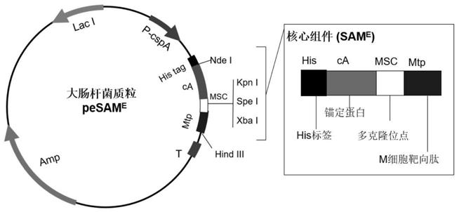 幽门螺旋杆菌四价毒力因子GEM颗粒疫苗及制备方法与应用与流程