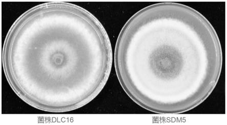 一种人工诱导槭菌刺孢产生分生孢子的方法与流程