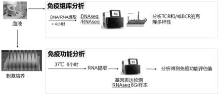 免疫状态评估方法及应用与流程