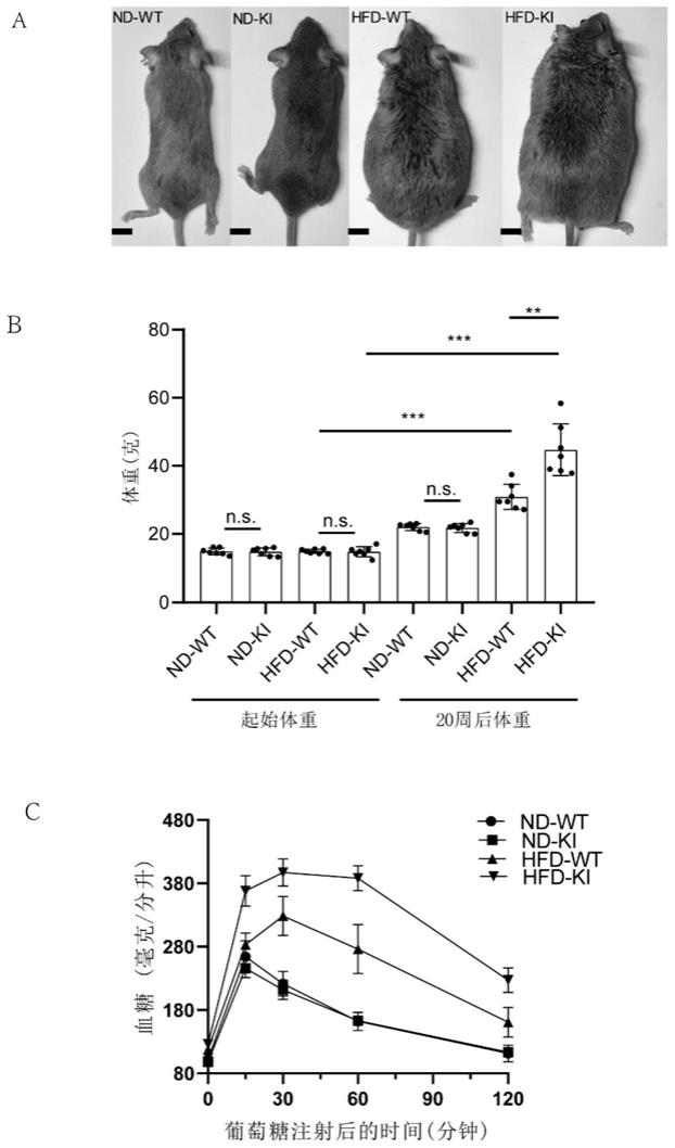 一种LncRNA抑制剂在制备减肥药物中的应用的制作方法