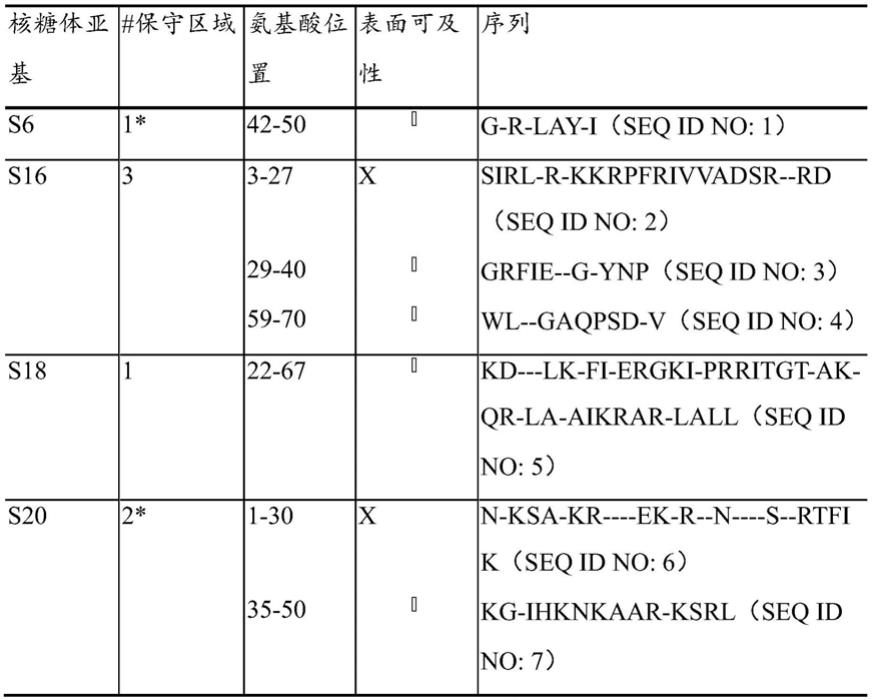 通过微生物核糖体免疫沉淀快速检测抗微生物剂耐药性的制作方法