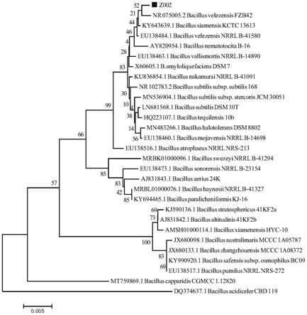 一株贝莱斯芽孢杆菌Z002、获取方法及其应用与流程