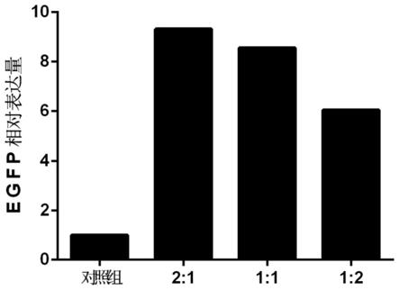 一种外显子连接蛋白、核酸分子、表达载体、重组蛋白表达系统、应用的制作方法