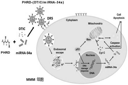 共载DTIC和miRNA-34a的靶向纳米给药系统及其制备方法和应用与流程
