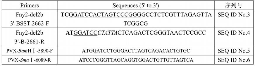 含马铃薯X病毒片段的黄瓜花叶病毒RNA2弱毒突变体质粒载体及其应用的制作方法