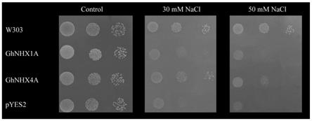 基因GhNHX4A在植物耐盐性能方面的应用的制作方法