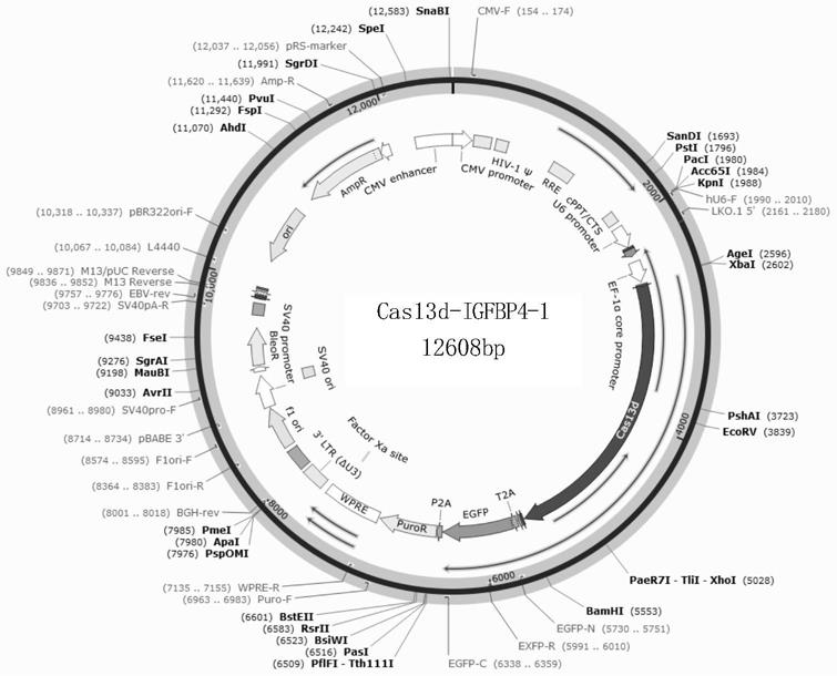 用于促进CHO细胞悬浮的CRISPR-Cas13d系统以及重组CHO细胞的制作方法