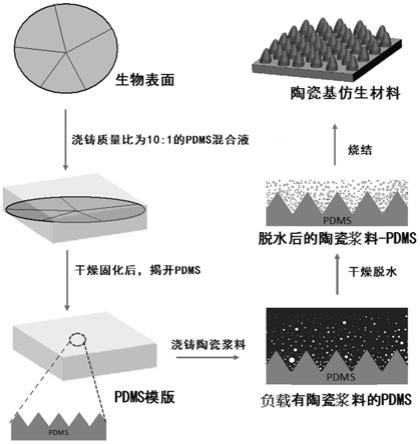 陶瓷基仿生材料及其制备方法与应用与流程