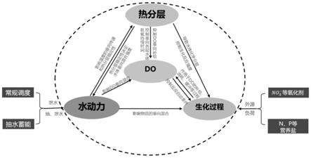 一种热分层水库溶解氧控制因素的识别方法与流程