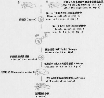 UOX基因敲除小鼠模型及其构建方法与流程