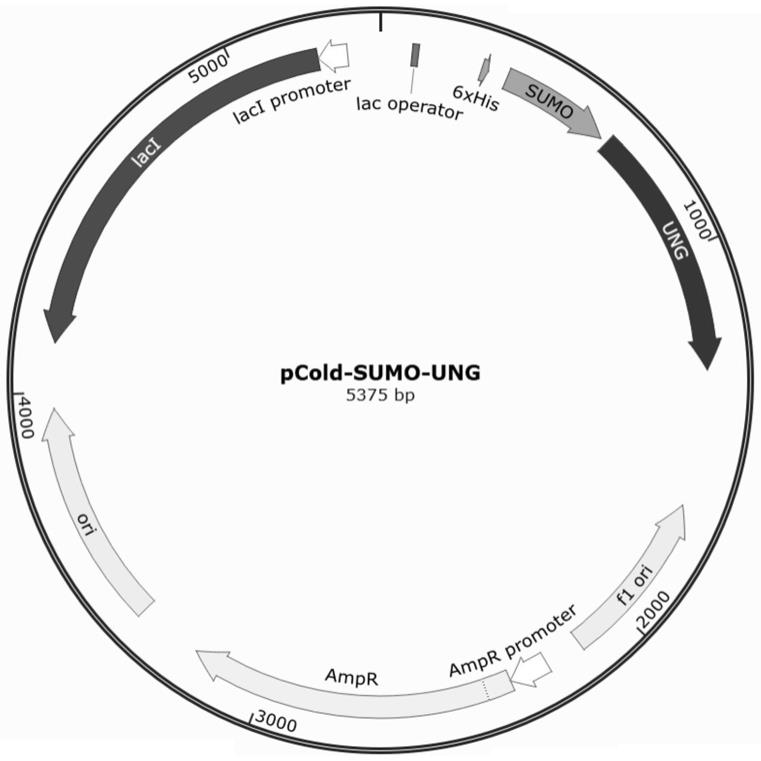 一种不耐热UNG融合蛋白的重组载体及表达纯化方法与流程