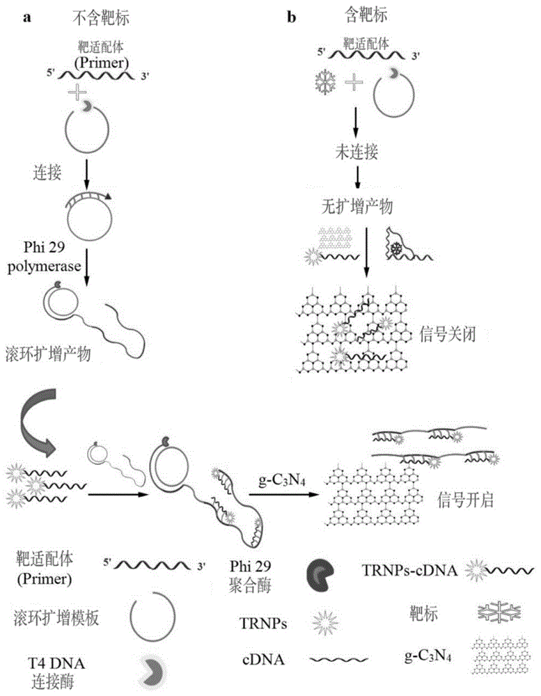 一种基于时间分辨荧光标记-滚环扩增信号放大检测黄曲霉毒素M1的方法与流程