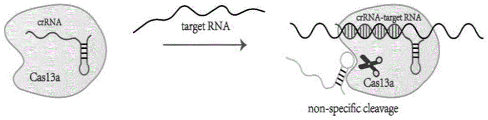 突变Aerolysin单体在检测RNA碱基序列及RNA修饰方面的应用的制作方法