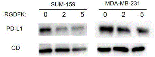 RGDfK抑制PDL1的检测方法及其在制备抗PDL1药物中的应用与流程