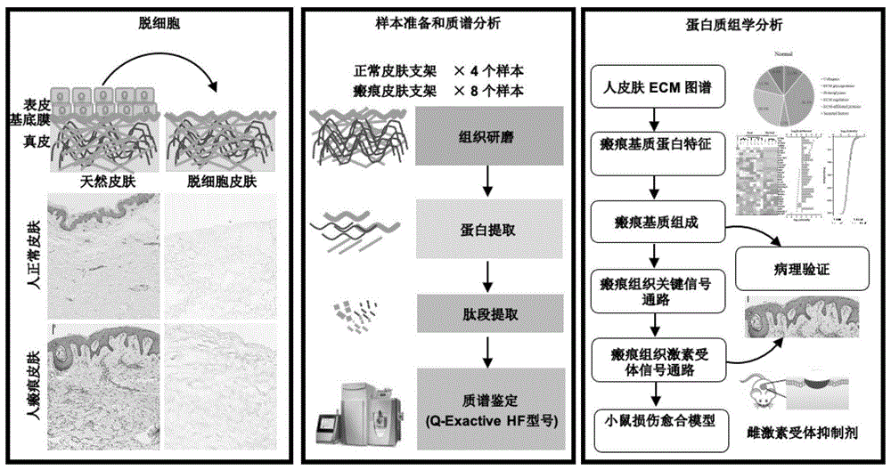 一种获取导致皮肤瘢痕疙瘩治疗靶点的方法与流程