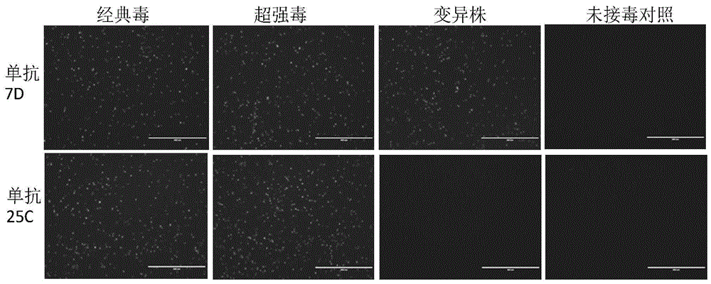 抗IBDV VP2蛋白的单克隆抗体组合及其在鉴别检测IBDV中的用途的制作方法