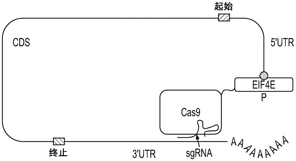 用于跟踪和操纵细胞RNA的融合蛋白和融合核糖核酸的制作方法