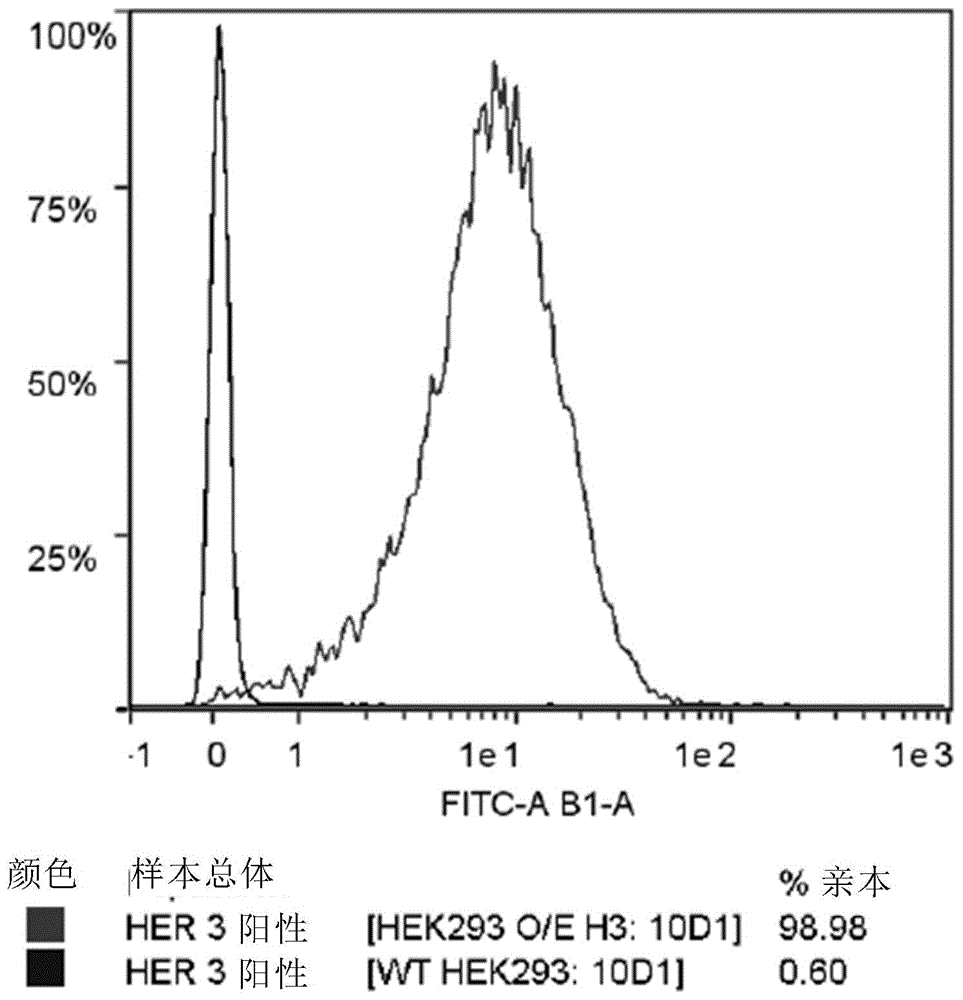 HER3抗原结合分子的制作方法