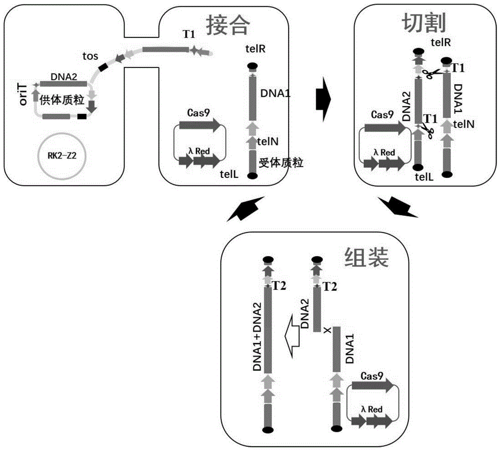 用于DNA循环迭代组装的系统及方法与流程