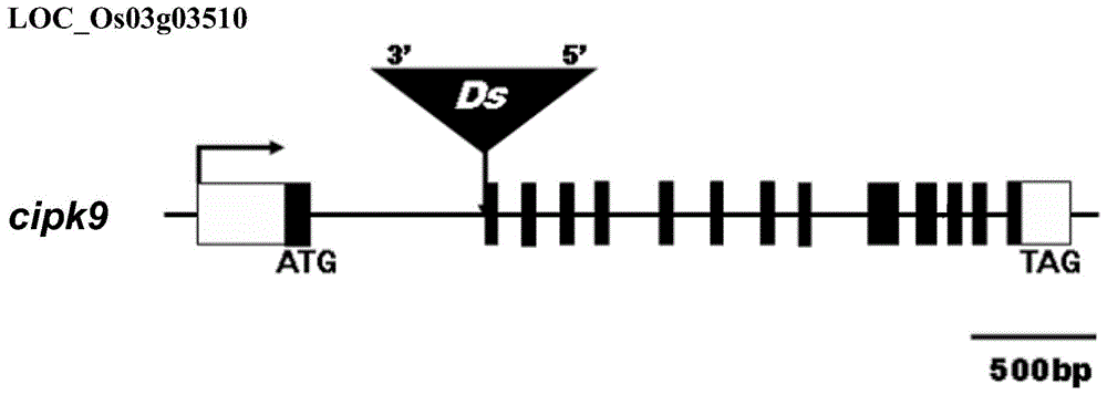 OsCIPK9蛋白及其编码基因在提高水稻对纹枯病抗性中的应用的制作方法