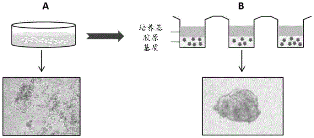 培养增殖性肝细胞的方法与流程