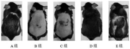 一种具有防脱生发、固发、黑发功能的纳米组合物及其制备方法和应用与流程