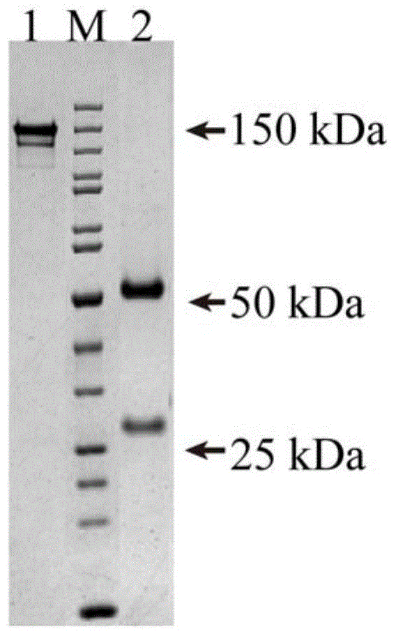 一种抗SARS-CoV-2的单克隆抗体2B11的制作方法