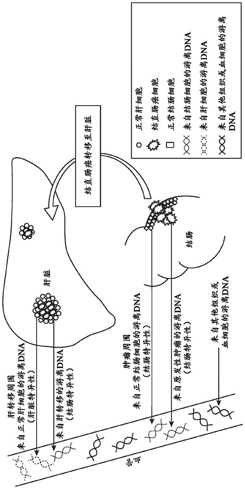 组织特异性的甲基化标志物的制作方法