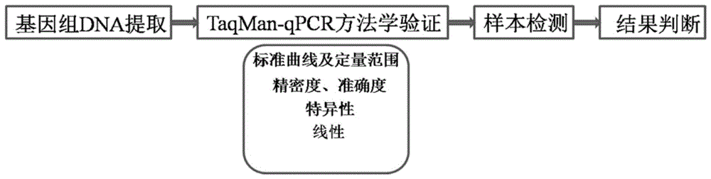 特异性检测样本中HTLV-I前病毒DNA的引物及其应用的制作方法