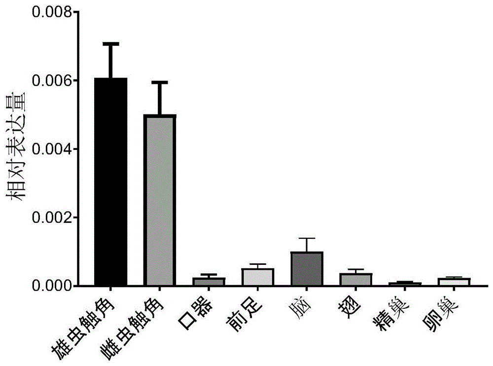 基于美洲大蠊嗅觉受体基因OR3X设计的dsRNA、编码基因及其制备方法与应用与流程