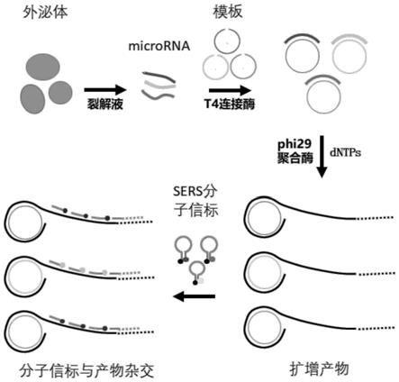 一种基于滚环扩增的外泌体内多种miRNA同时扩增检测的方法与流程