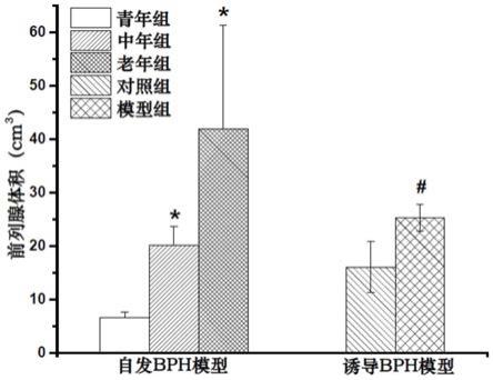 一种建立具有EMT特征的良性前列腺增生BPH犬模型的方法与流程