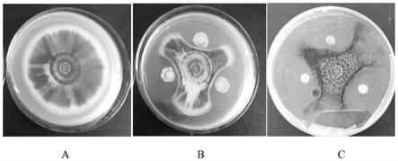 一株解淀粉芽孢杆菌HM9902的固体发酵方法与流程