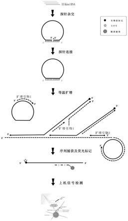 一种基于等温扩增的miRNA多位点联合检测方法与流程