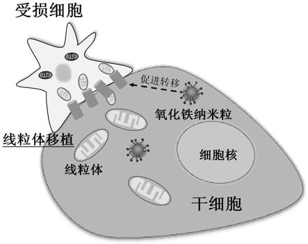 一种干细胞制剂及其制备方法和应用与流程