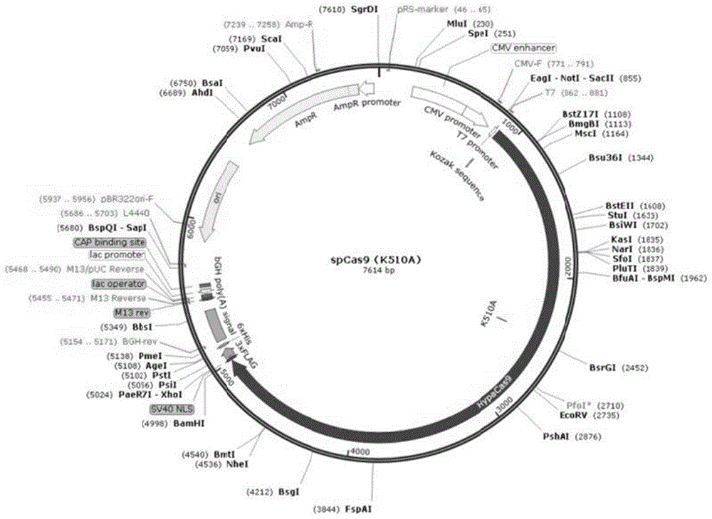 一种CRISPR SpCas9(K510A)突变体及其应用的制作方法