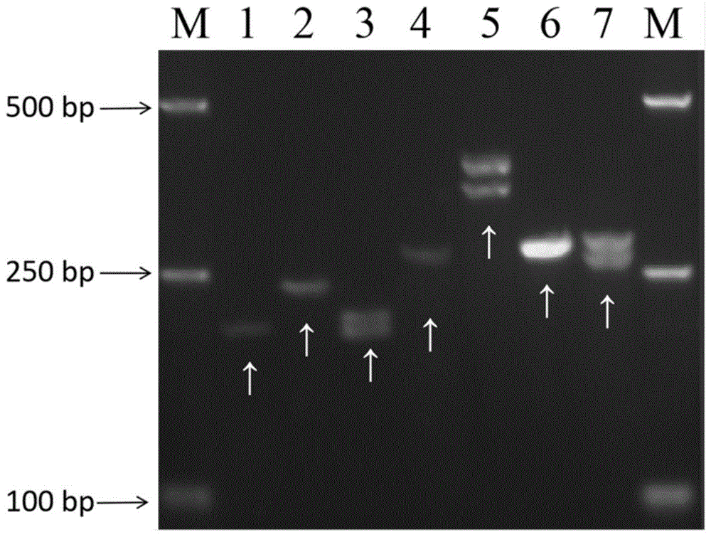 一种香菇L952菌株的InDel标记指纹图谱及其构建方法与流程