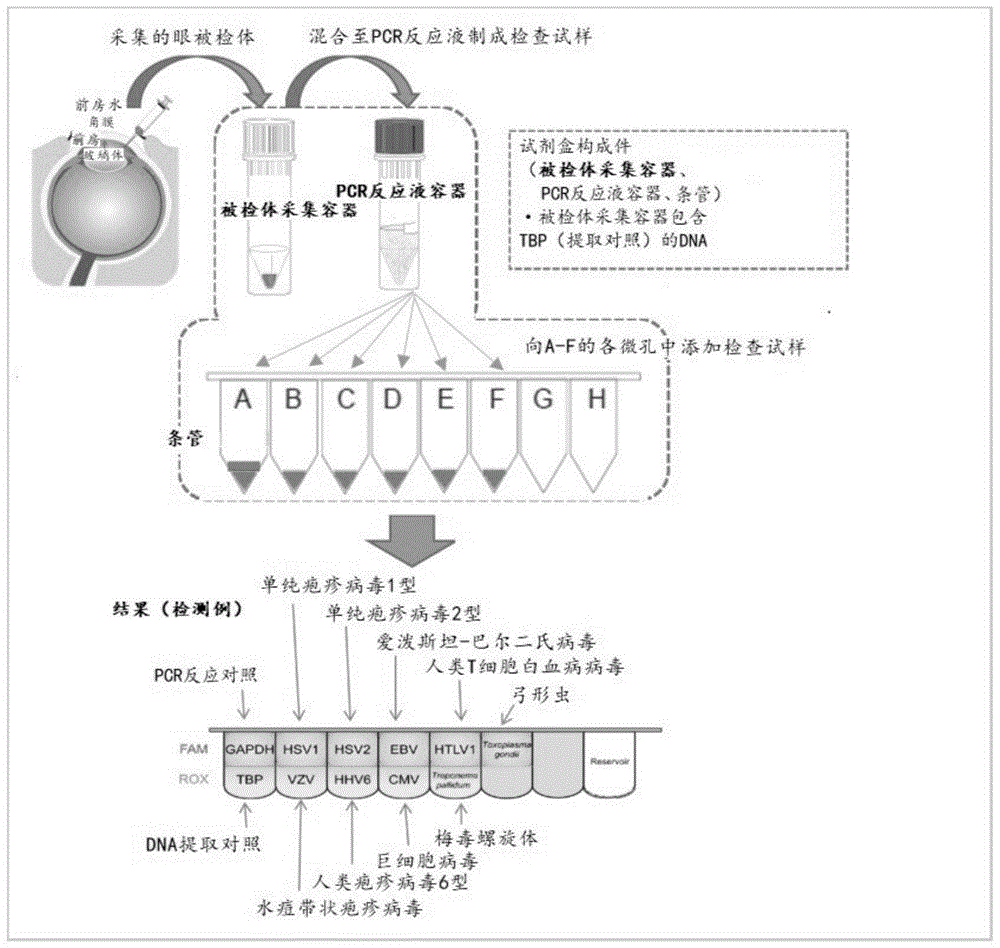 靶核酸的检查方法及检查装置与流程