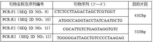 CX3CR1基因人源化的非人动物及其构建方法和应用与流程